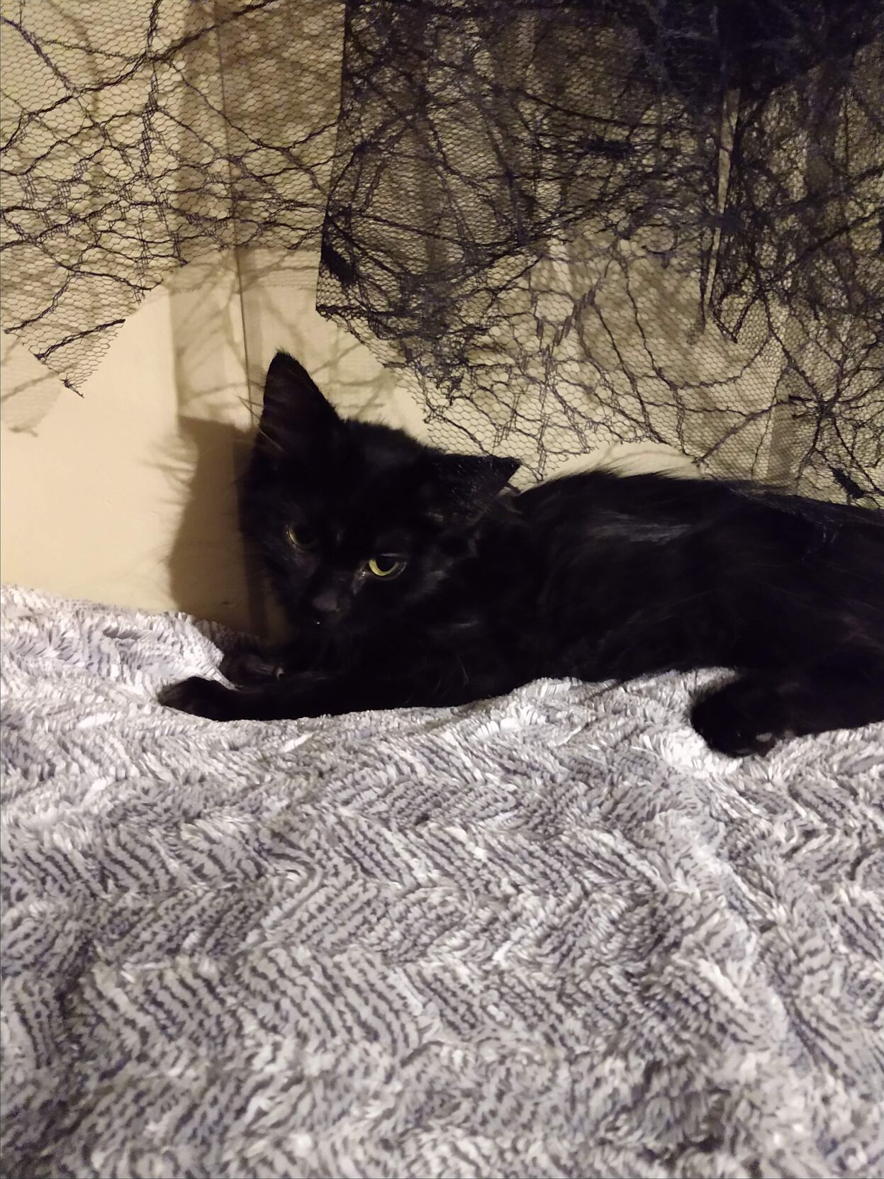 Penelope.jpg